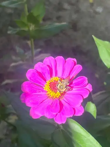 Up close with a buzzing beauty.